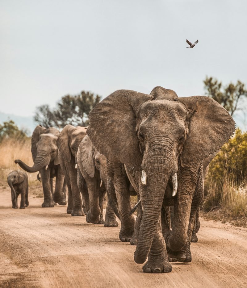Hwange Wildlife Safari